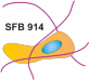 SFB 914